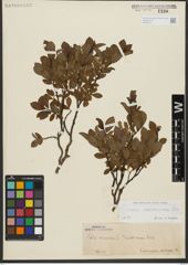 Foto von Salix waldsteiniana Willd.